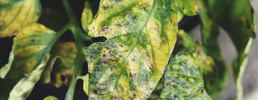 BLADSEPTORIA BLADSEPTORIA