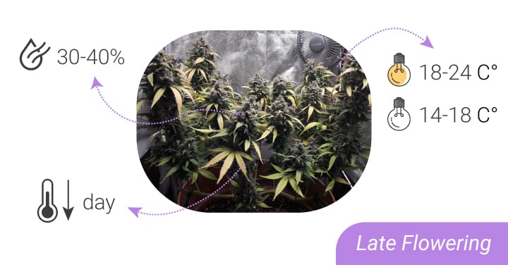 HUMIDITY LEVELS AND TEMPERATURES: FROM SEEDLING TO HARVEST HUMIDITY LEVELS AND TEMPERATURES: FROM SEEDLING TO HARVEST