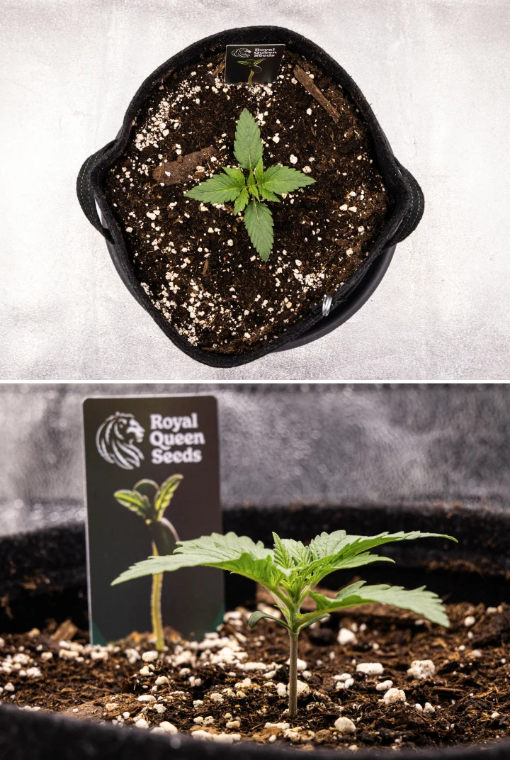 Atlas F1 grow report: uge 1, frøplantestadiet Atlas F1 cannabisplante vokser i en stofpotte i uge 1 af grow reporten, med tidlig bladudvikling, sund jord, perlit og et Royal Queen Seeds-planteskilt.