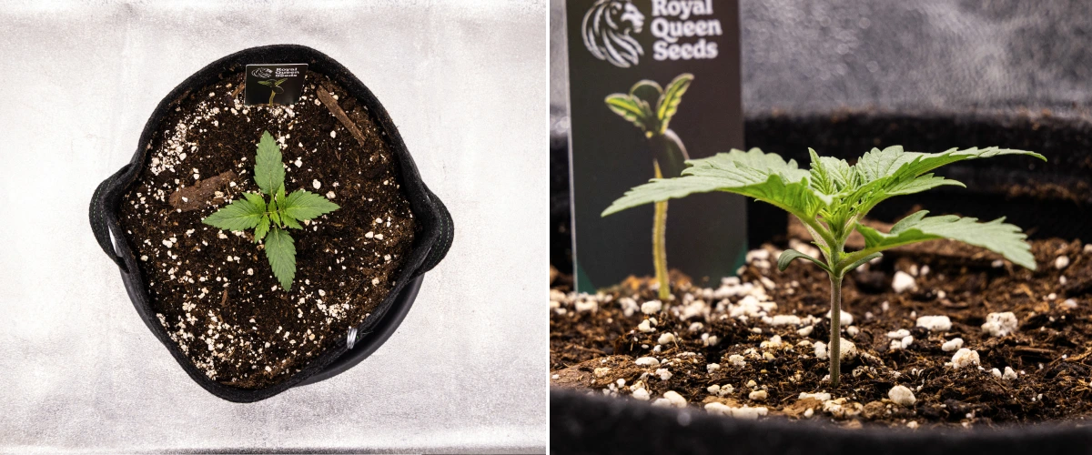 Atlas F1 grow report: uge 1, frøplantestadiet Atlas F1 cannabisplante vokser i en stofpotte i uge 1 af grow reporten, med tidlig bladudvikling, sund jord, perlit og et Royal Queen Seeds-planteskilt.