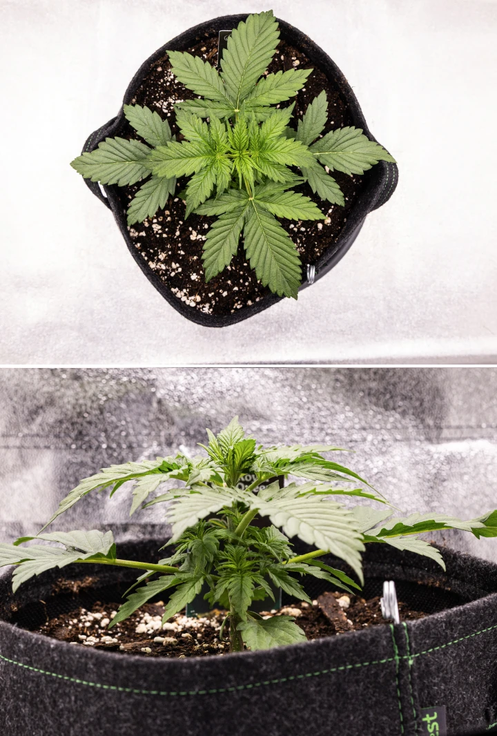 Atlas F1 grow report: uge 2, vegetativ vækst Atlas F1 cannabisplante vokser i en stofpotte i uge 2 af grow reporten, med sund vegetativ vækst, brede grønne blade, jord med perlit og en kompakt plantestruktur.