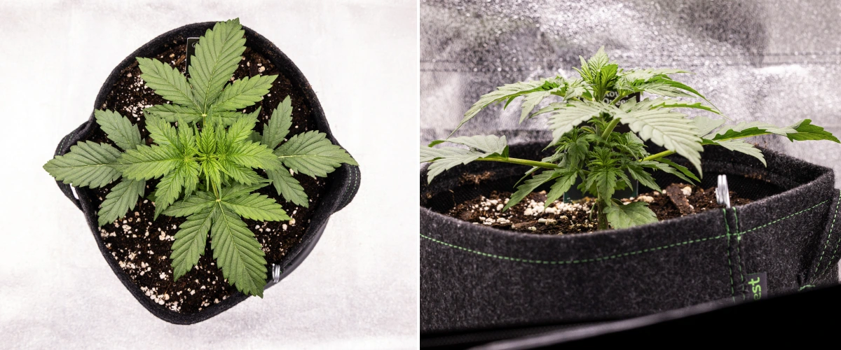 Atlas F1 grow report: uge 2, vegetativ vækst Atlas F1 cannabisplante vokser i en stofpotte i uge 2 af grow reporten, med sund vegetativ vækst, brede grønne blade, jord med perlit og en kompakt plantestruktur.
