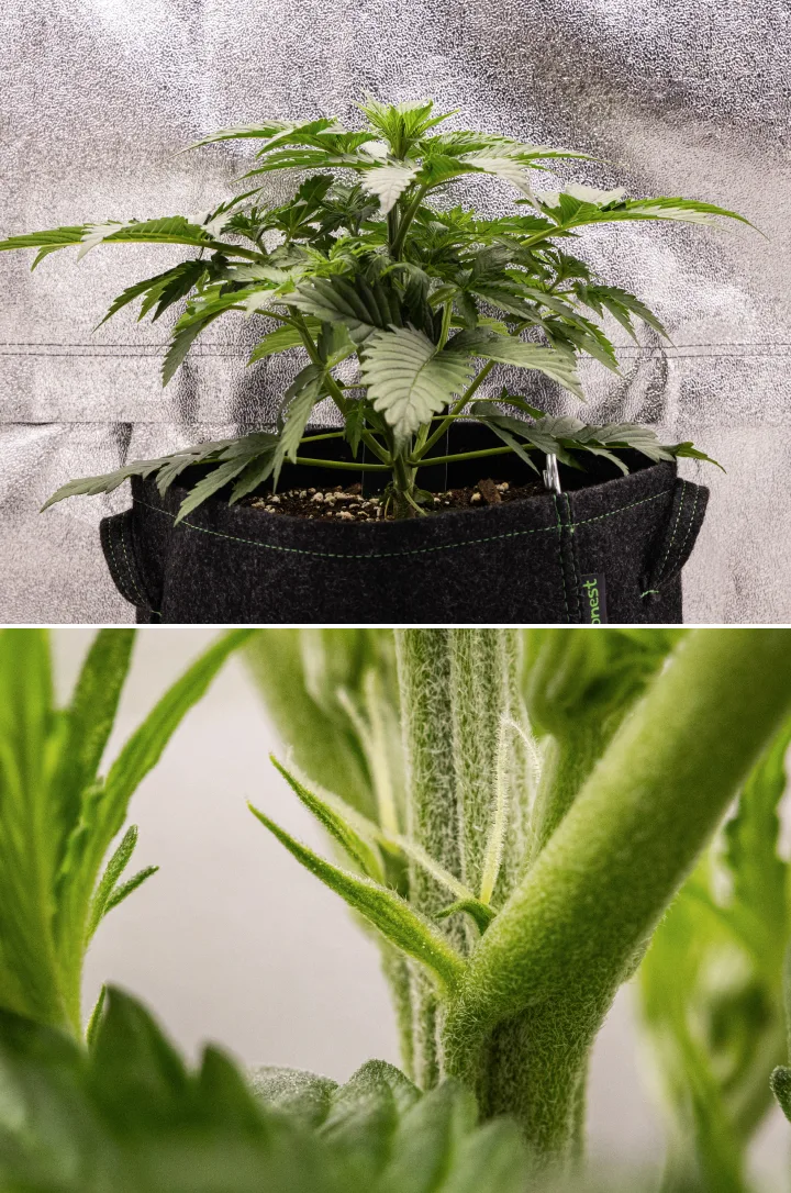 Atlas F1 grow report: uge 3, tidlig blomstring Atlas F1 cannabisplante vokser i en stofpotte i uge 3 af grow reporten, med kompakt vækst, tidlige tegn på blomstring, hvide pistiller og sundt grønt løv.