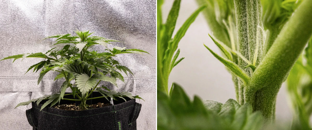 Atlas F1 grow report: uge 3, tidlig blomstring Atlas F1 cannabisplante vokser i en stofpotte i uge 3 af grow reporten, med kompakt vækst, tidlige tegn på blomstring, hvide pistiller og sundt grønt løv.