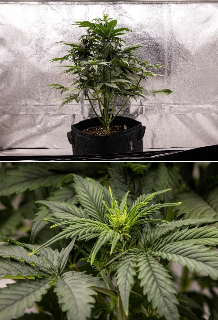 Atlas F1 grow report: uge 4, blomstringsstretch Atlas F1 cannabisplante vokser i en stofpotte i uge 4 af grow reporten, med kraftig vertikal vækst, tidlig knopdannelse, sunde grønne blade og synlige blomstringssteder.