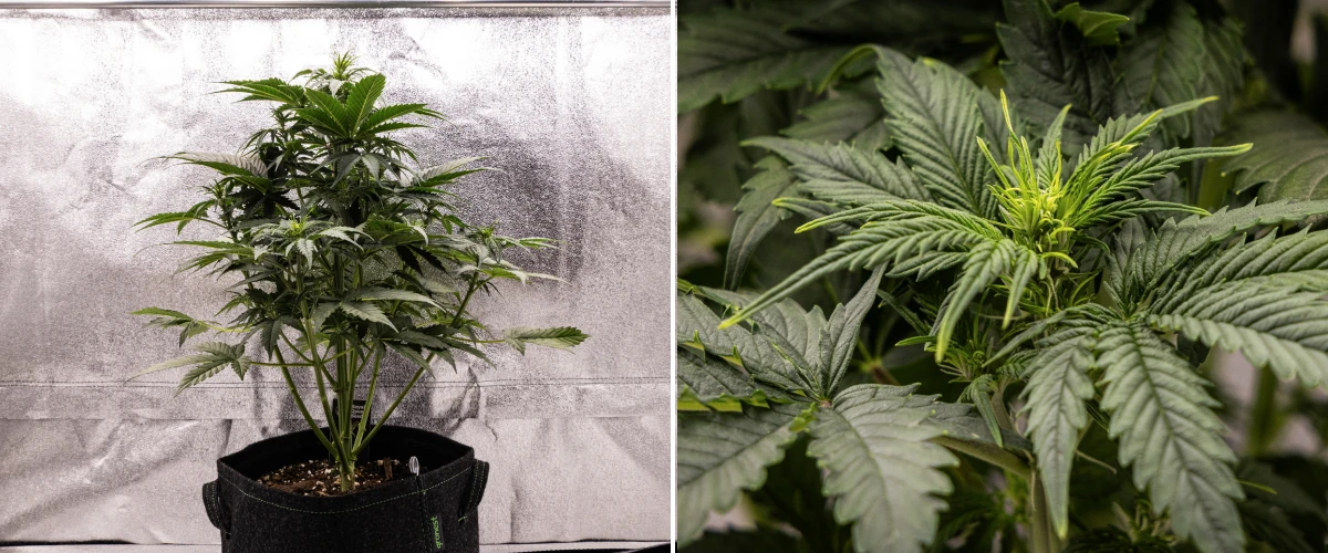 Atlas F1 grow report: uge 4, blomstringsstretch Atlas F1 cannabisplante vokser i en stofpotte i uge 4 af grow reporten, med kraftig vertikal vækst, tidlig knopdannelse, sunde grønne blade og synlige blomstringssteder.