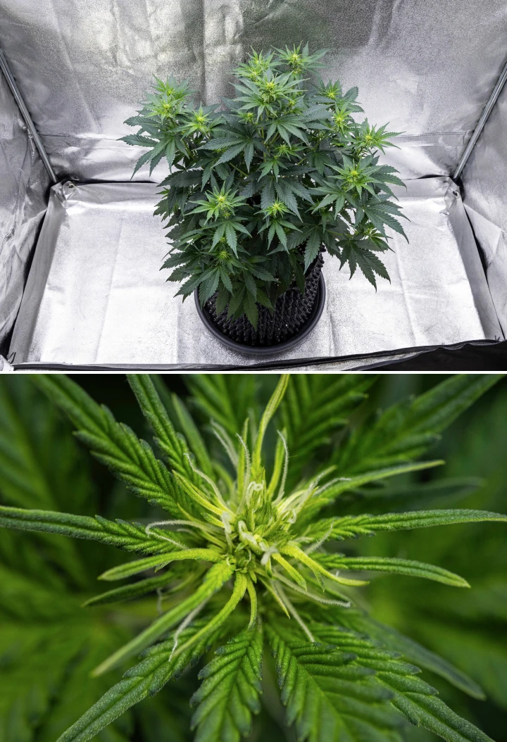 Atlas F1 grow report: uge 5, udvikling af buds Atlas F1 cannabisplante vokser i en stofpotte i uge 5 af grow reporten, med flere blomstringssteder, udviklende buds, hvide pistiller og sundt grønt løv.