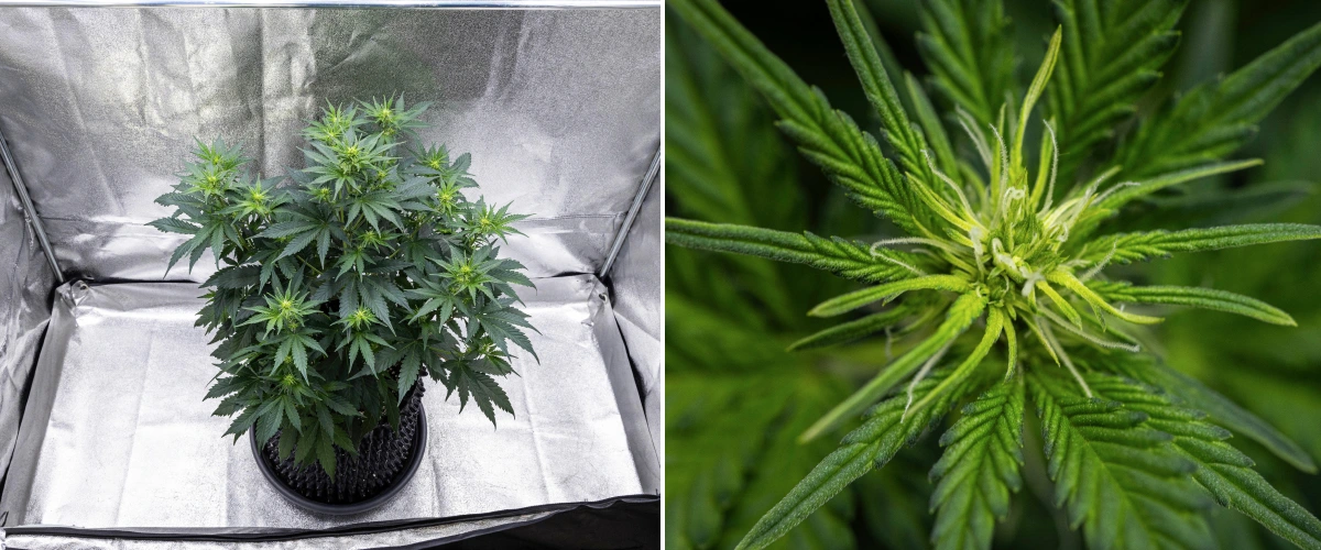 Atlas F1 grow report: uge 5, udvikling af buds Atlas F1 cannabisplante vokser i en stofpotte i uge 5 af grow reporten, med flere blomstringssteder, udviklende buds, hvide pistiller og sundt grønt løv.