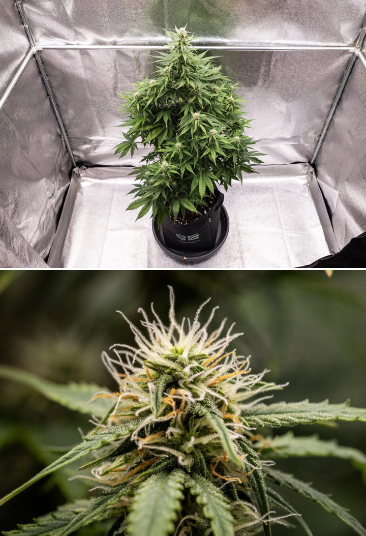 Atlas F1 grow report: uge 6, harpiksholdige buds Atlas F1 cannabisplante vokser i en stofpotte i uge 6 af grow reporten, med tæt udvikling af buds, hvide og orange pistiller, harpiksholdige trikomer og sund blomstringsvækst.