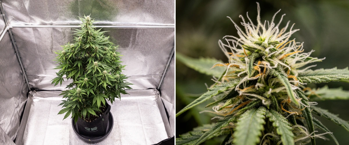 Atlas F1 grow report: uge 6, harpiksholdige buds Atlas F1 cannabisplante vokser i en stofpotte i uge 6 af grow reporten, med tæt udvikling af buds, hvide og orange pistiller, harpiksholdige trikomer og sund blomstringsvækst.