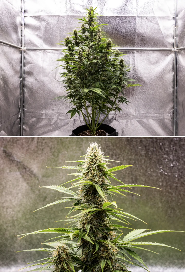 Atlas F1 grow report: uge 7, modne buds Atlas F1 cannabisplante vokser i en stofpotte i uge 7 af grow reporten, med moden udvikling af buds, harpiksholdige blomster, orange pistiller og en høj central cola.