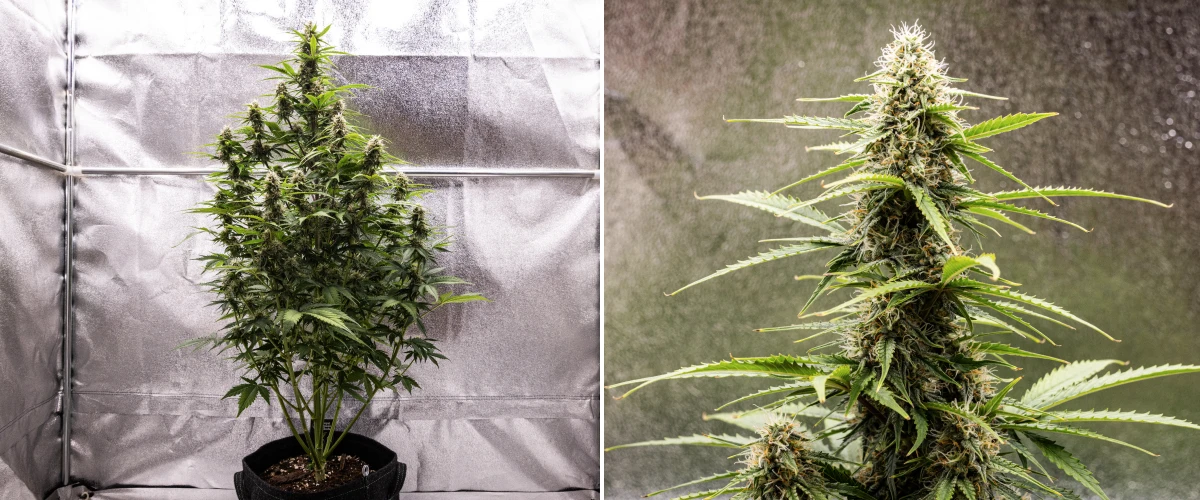 Atlas F1 grow report: uge 7, modne buds Atlas F1 cannabisplante vokser i en stofpotte i uge 7 af grow reporten, med moden udvikling af buds, harpiksholdige blomster, orange pistiller og en høj central cola.