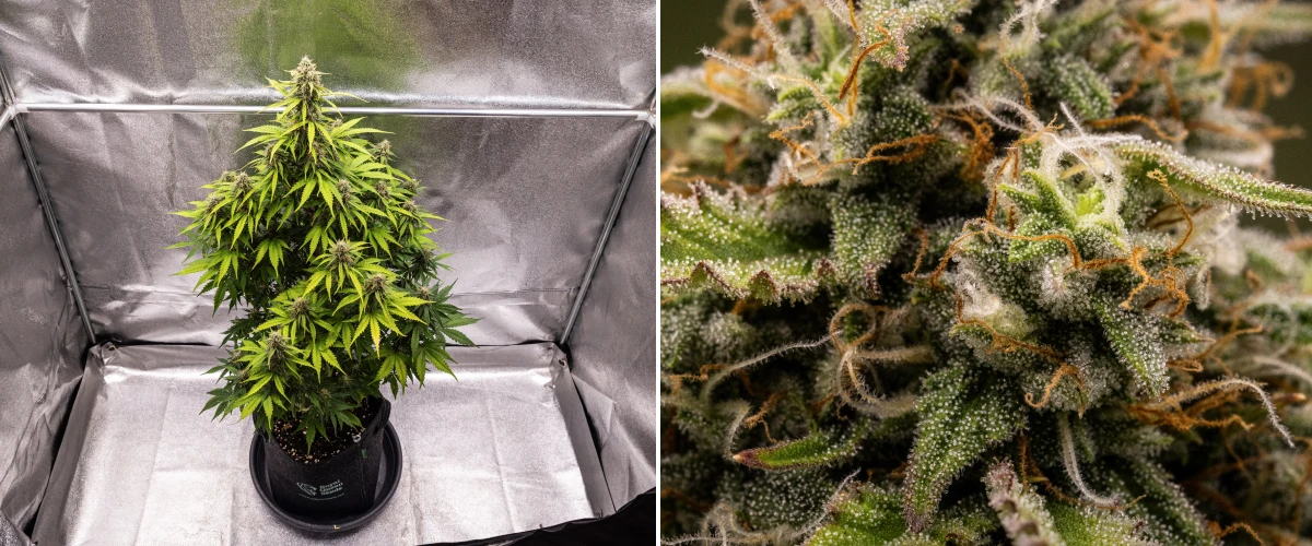 Atlas F1 grow report: uge 8, høstklare buds Atlas F1 cannabisplante vokser i en stofpotte i uge 8 af grow reporten, med frostklare modne buds, tæt trikomedækning, orange pistiller og høstklar blomstringsvækst.