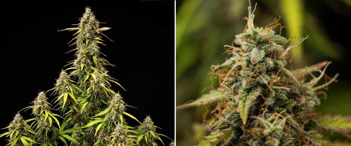 Atlas F1 grow report: uge 9, sidste modning Atlas F1 cannabisplante i uge 9 af grow reporten, med fuldt modne buds, tæt trikomedækning, orange pistiller, falmende blade og moden blomstringsvækst.