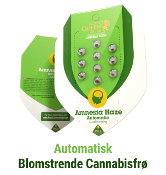 autoflowering cannabis seeds