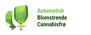 autoflowering cannabis seeds