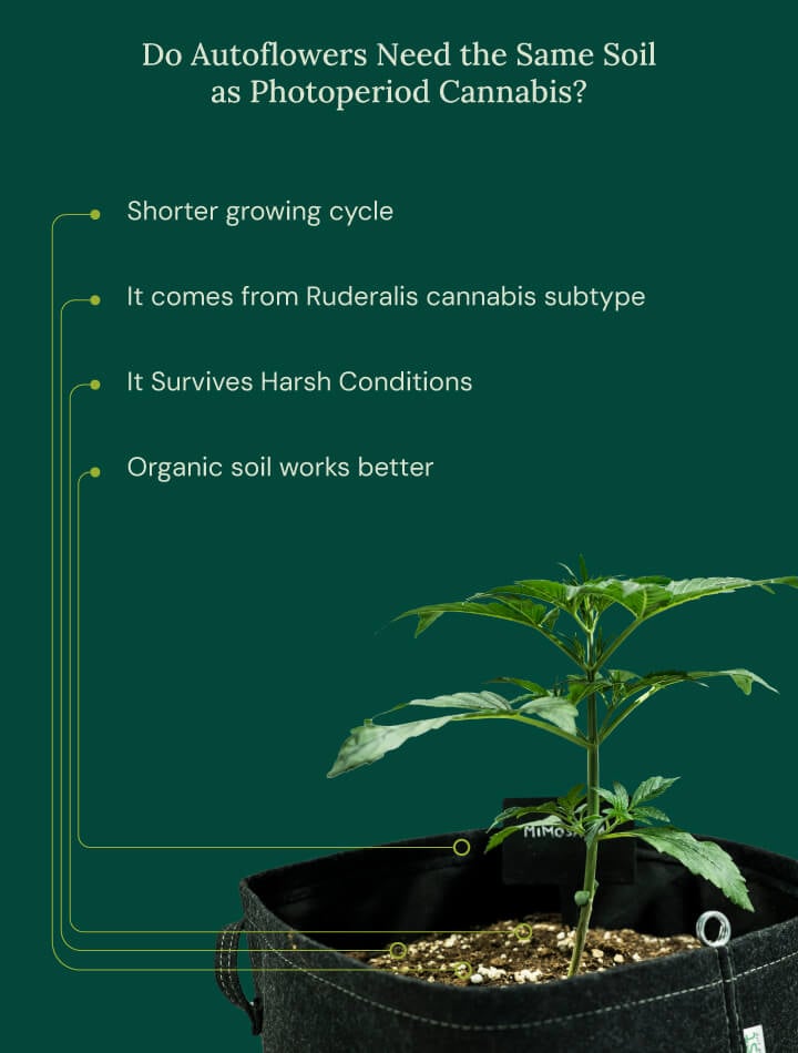 Auto vs photoperiod soil Auto vs photoperiod soil