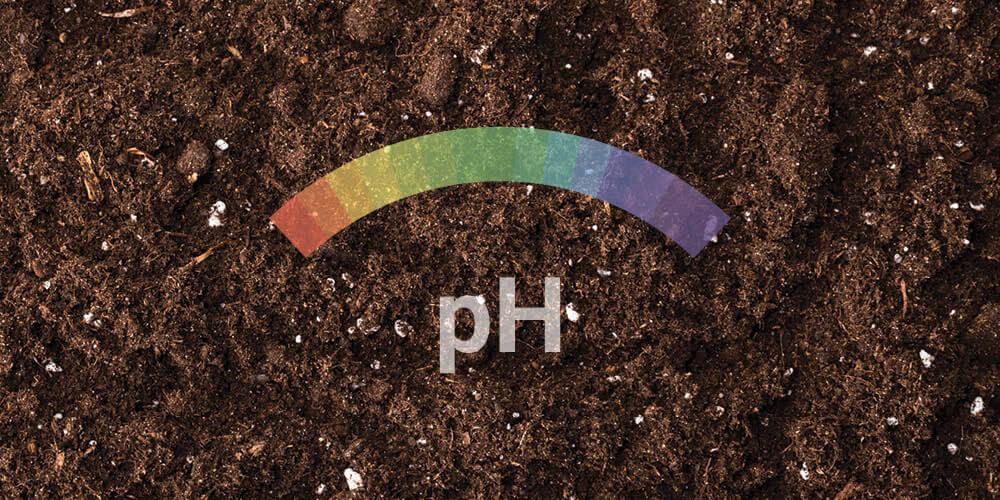 pH Value pH Value