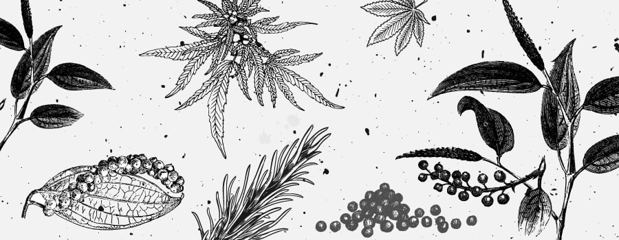 Terpener i cannabis