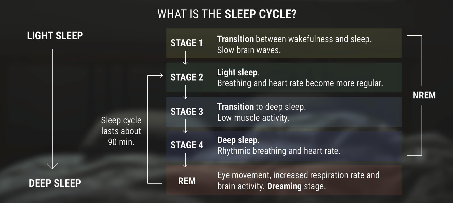 Hvad er søvncyklussen?