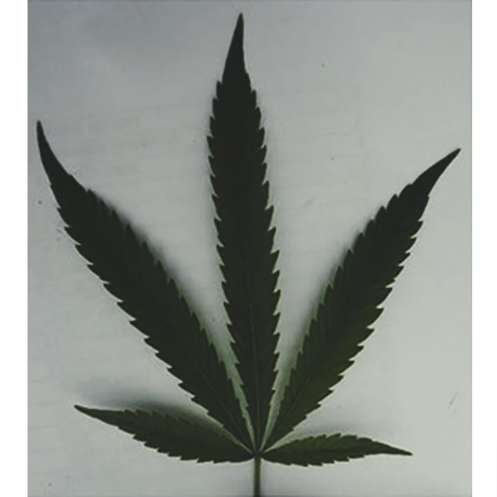 Las investigaciones muestran que las hojas pueden informarnos sobre los compuestos químicos del cannabis Las investigaciones muestran que las hojas pueden informarnos sobre los compuestos químicos del cannabis