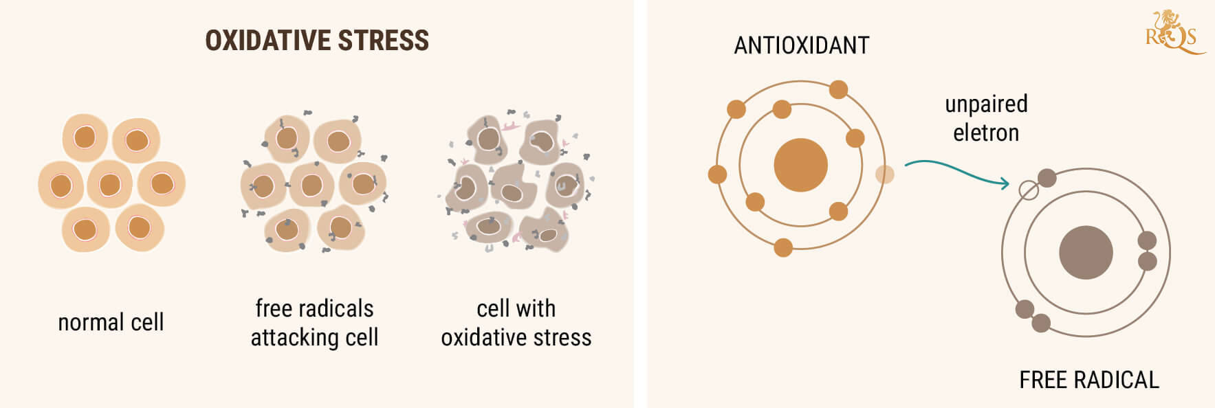 CBD-OLIE SOM EN ANTIOXIDANT