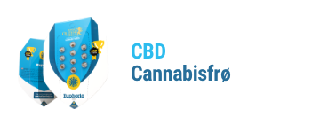 cbd-cannabis-seeds