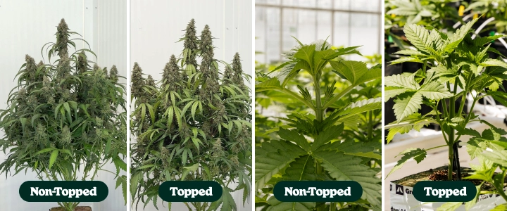 Topningsforsøg med F1-autoflowers: toppede vs. ikke-toppede planter Sammenligning side om side af toppede og ikke-toppede autoblomstrende F1-cannabisplanter, der viser forskelle i forgrening og plantekronens struktur under vækst og blomstring.