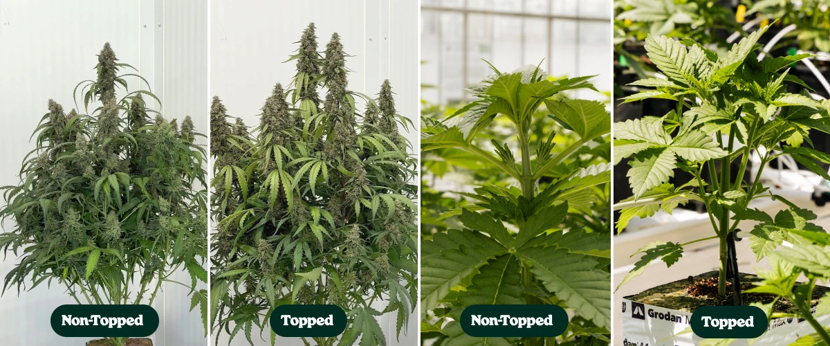 Topningsforsøg med F1-autoflowers: toppede vs. ikke-toppede planter Sammenligning side om side af toppede og ikke-toppede autoblomstrende F1-cannabisplanter, der viser forskelle i forgrening og plantekronens struktur under vækst og blomstring.
