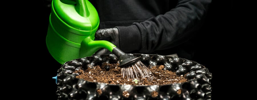Cannabis soil wattering Cannabis soil wattering