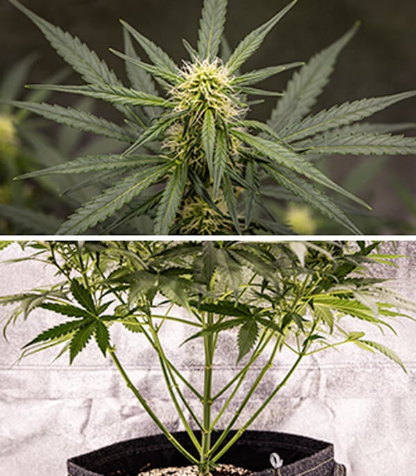 Cherry Pie Automatic dyrkningsguide: Blomstringsfase Cherry Pie Automatic dyrkningsguide: Blomstringsfase (uge 5–10)