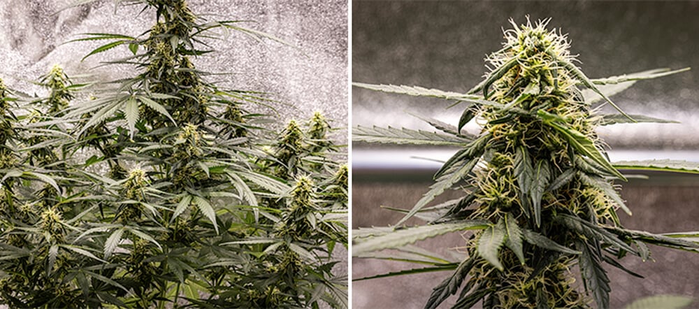Cherry Pie Automatic dyrkningsguide: Blomstringsfase Cherry Pie Automatic dyrkningsguide: Blomstringsfase (uge 5–10)