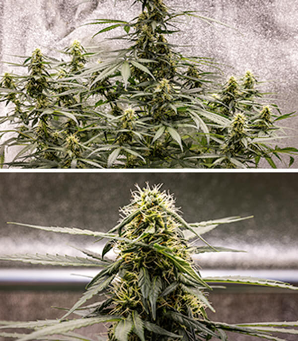 Cherry Pie Automatic dyrkningsguide: Blomstringsfase Cherry Pie Automatic dyrkningsguide: Blomstringsfase (uge 5–10)