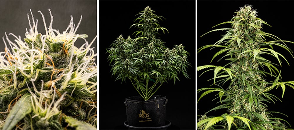 Cherry Pie Automatic dyrkningsguide: Blomstringsfase Cherry Pie Automatic dyrkningsguide: Blomstringsfase (uge 5–10)