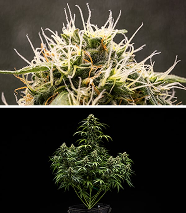 Cherry Pie Automatic dyrkningsguide: Blomstringsfase Cherry Pie Automatic dyrkningsguide: Blomstringsfase (uge 5–10)