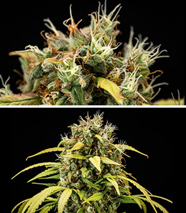 Cherry Pie Automatic dyrkningsguide: Blomstringsfase Cherry Pie Automatic dyrkningsguide: Blomstringsfase (uge 5–10)