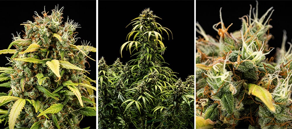 Cherry Pie Automatic dyrkningsguide: Blomstringsfase Cherry Pie Automatic dyrkningsguide: Blomstringsfase (uge 5–10)
