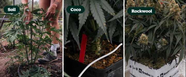 Vækstmedier til F1-hybrider: jord vs kokos vs stenuld Sammenligning af F1-hybridcannabisplanter dyrket i jord, kokosfiber og stenuld, der viser forskellige vækstmedier og planternes udvikling.