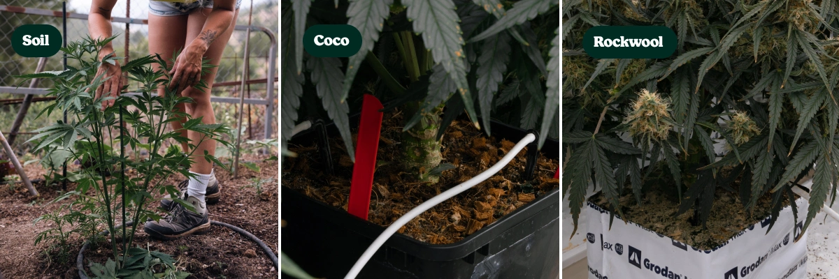 Vækstmedier til F1-hybrider: jord vs kokos vs stenuld Sammenligning af F1-hybridcannabisplanter dyrket i jord, kokosfiber og stenuld, der viser forskellige vækstmedier og planternes udvikling.