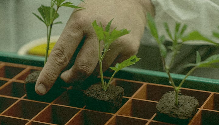 Tidssparende Cannabis Kloning: Jordbakke Billede Hånd, der planter cannabis-kloner i en jordbakke for effektiv vækst, viser tidssparende kloningsmetoder på en grøn bakke, ideel til guider for cannabisodling.