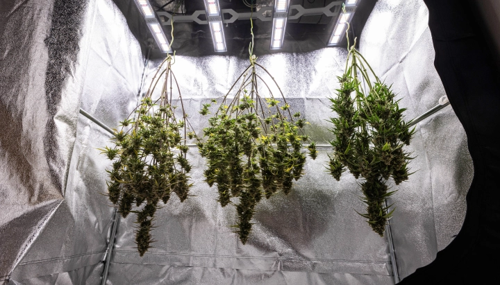 Cosmos F1 cannabisplanter, der tørrer hele i growboxen efter høst, med modne harpiksrige grene hængende i mørke før trimning, curing og de endelige udbytteresultater.