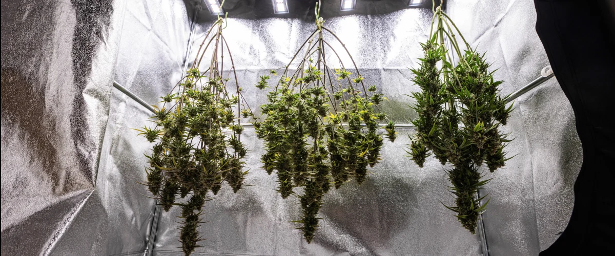 Cosmos F1 cannabisplanter, der tørrer hele i growboxen efter høst, med modne harpiksrige grene hængende i mørke før trimning, curing og de endelige udbytteresultater.