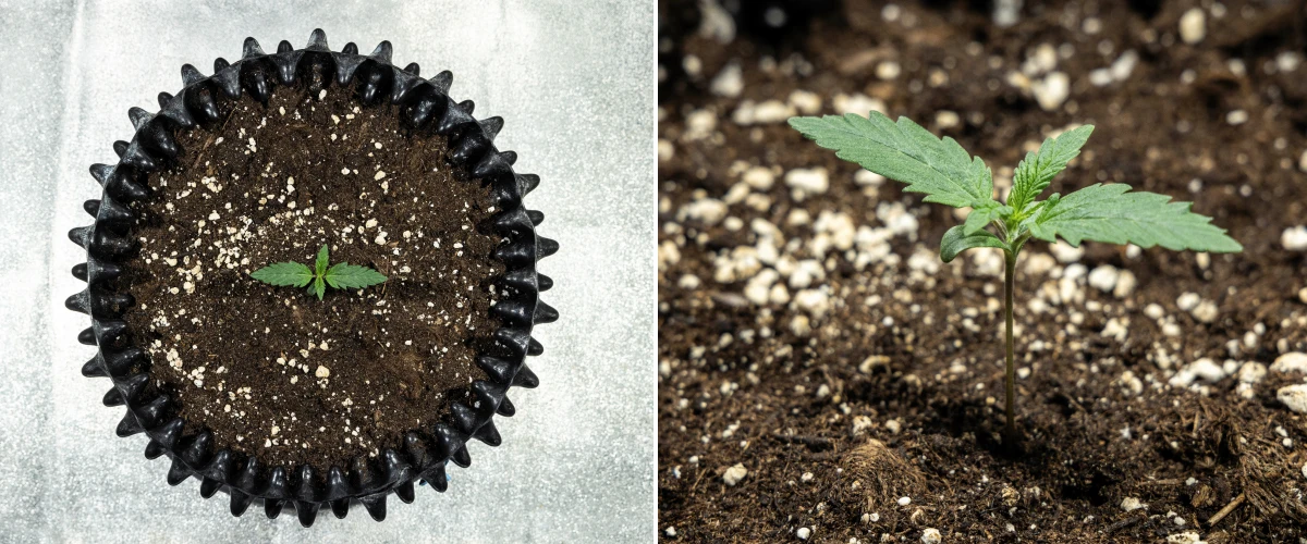 Cosmos F1 cannabisfrøplante under spiring, der kommer jævnt op af jorden mellem spiringsdag 1 og 5.