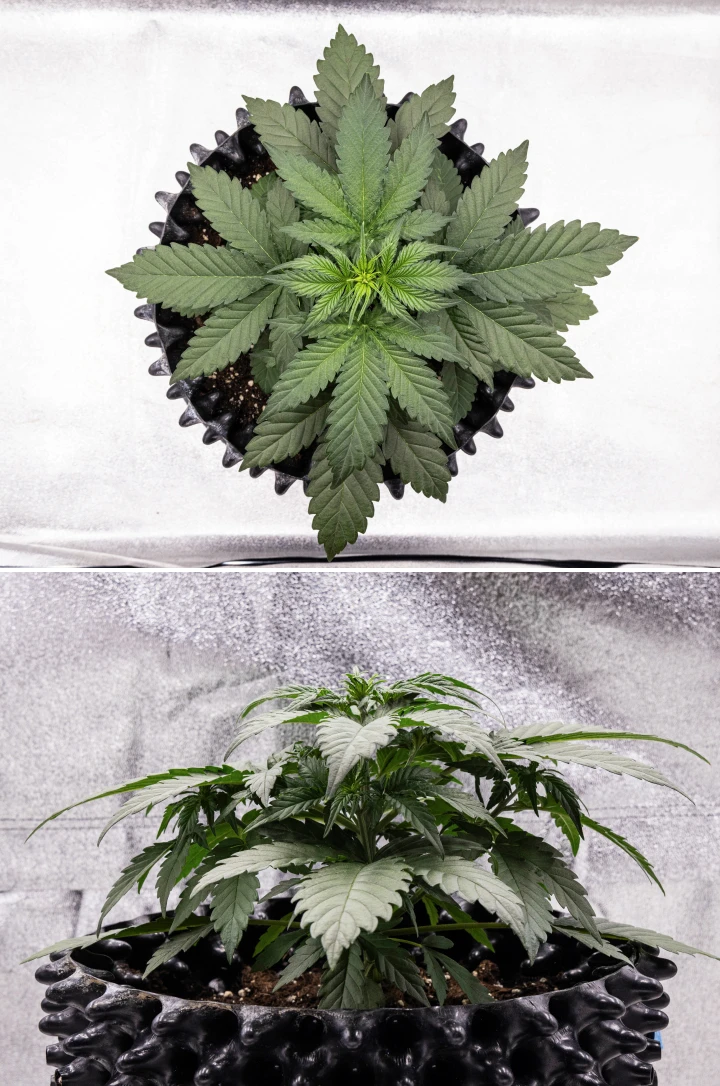 Cosmos F1 cannabisplante i uge 2 af den vegetative fase, med tidlig busket vækst, sund forgrening og brede grønne blade mellem spiringsdag 12 og 19.