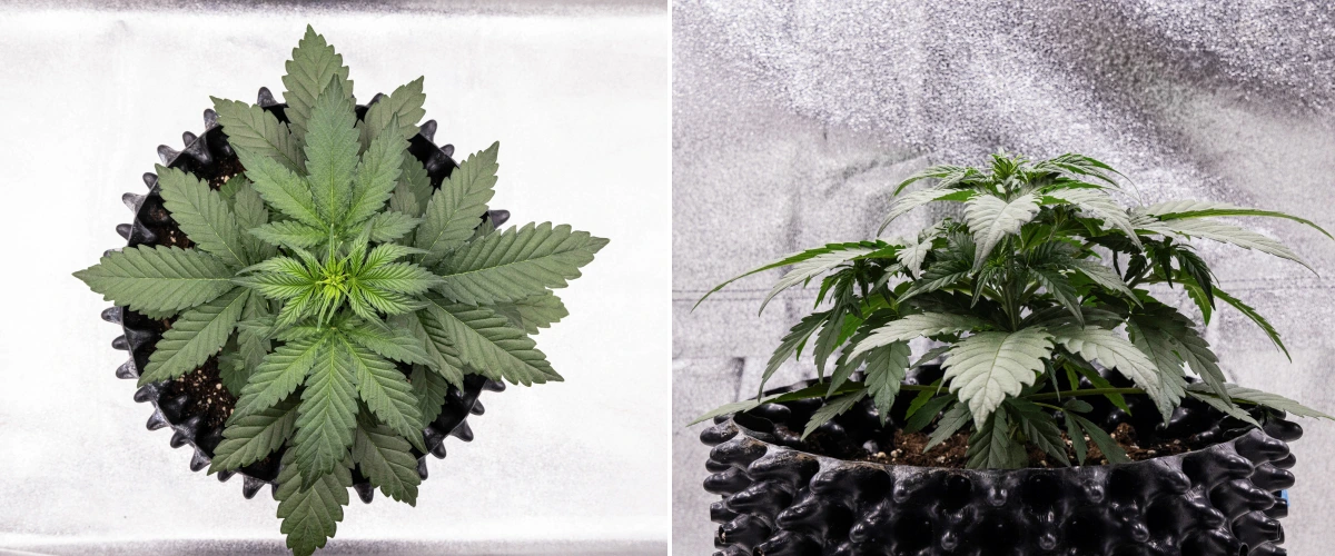 Cosmos F1 cannabisplante i uge 2 af den vegetative fase, med tidlig busket vækst, sund forgrening og brede grønne blade mellem spiringsdag 12 og 19.