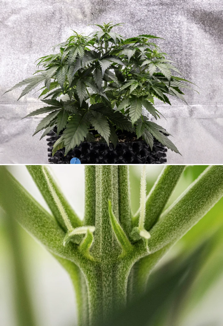 Cosmos F1 cannabisplante i uge 3, med sativa-inspireret forgrening, tæt grønt løv og de første hvide pistiller, mens blomstringen begynder mellem spiringsdag 19 og 26.
