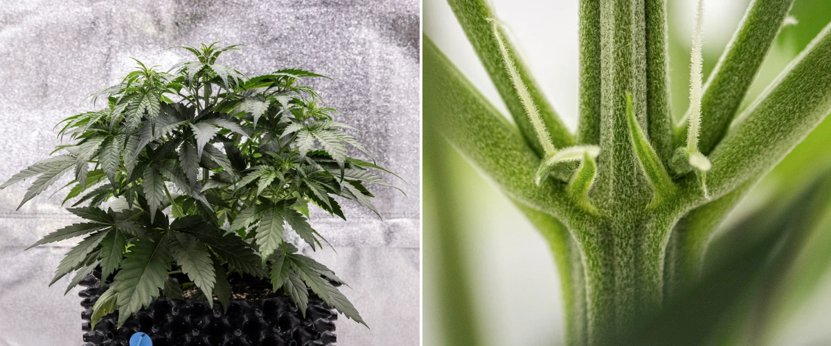 Cosmos F1 cannabisplante i uge 3, med sativa-inspireret forgrening, tæt grønt løv og de første hvide pistiller, mens blomstringen begynder mellem spiringsdag 19 og 26.