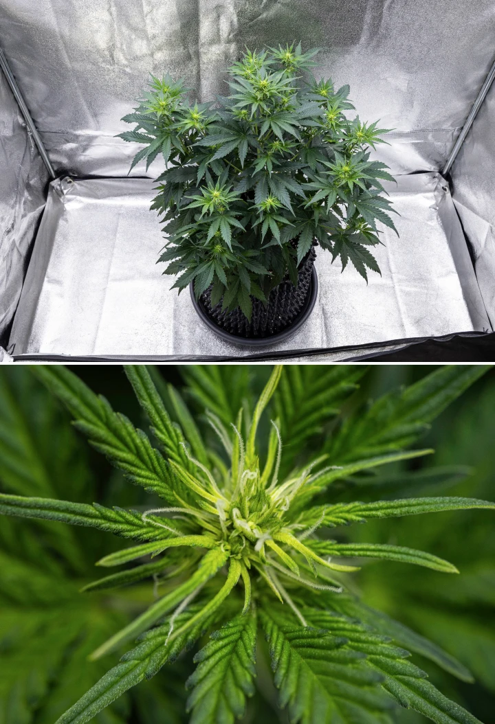 Cosmos F1 cannabisplante i uge 1 af blomstringen, med stærk lodret vækst, juletræsstruktur, sunde mørkegrønne blade og udviklende blomsterklaser mellem spiringsdag 26 og 33.