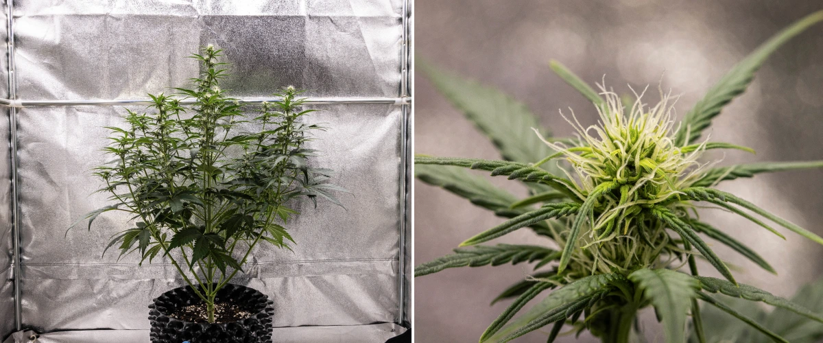 Cosmos F1 cannabisplante i uge 2 af blomstringen, med tidlig knopdannelse, sundt grønt løv, lodret grenstruktur og udviklende hvide pistiller mellem spiringsdag 33 og 40.