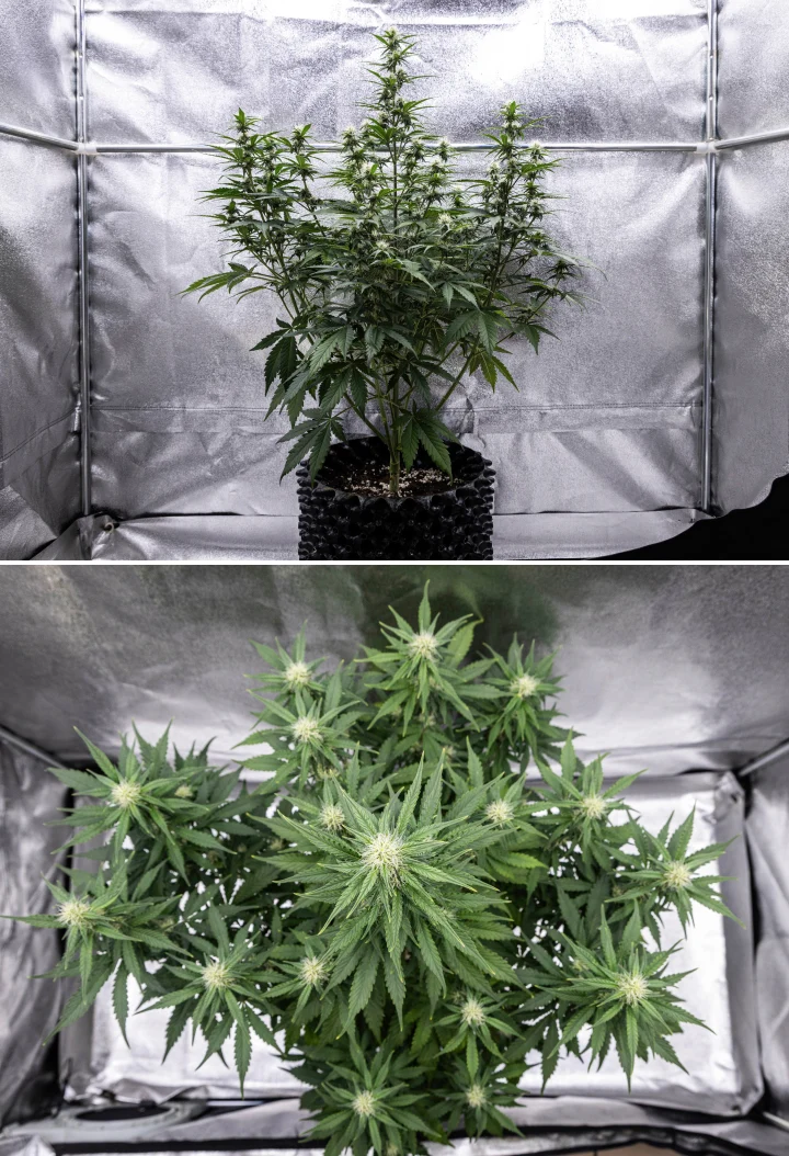 Cosmos F1 cannabisplante i uge 3 af blomstringen, med en dominerende central cola, godt fordelte sidegrene, sundt mørkegrønt løv og udviklende blomstersteder mellem spiringsdag 40 og 47.